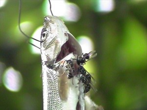 はちのおしょくじ_R