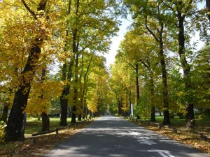 ゆりの木並木_R