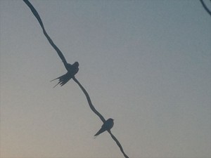 ツバメ_R