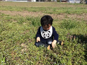 イヌノフグリ_R