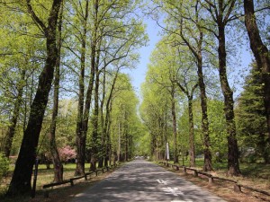 ゆりのき並木_R